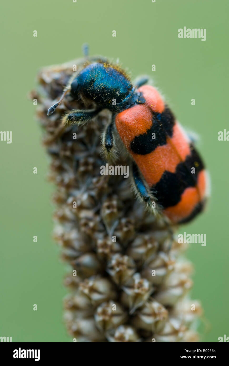 Ape a scacchi Beetle (Trichodes apiarius), Gertrude Messner orto di erbe aromatiche, Brandenberg, Tirolo, Austria, Europa Foto Stock
