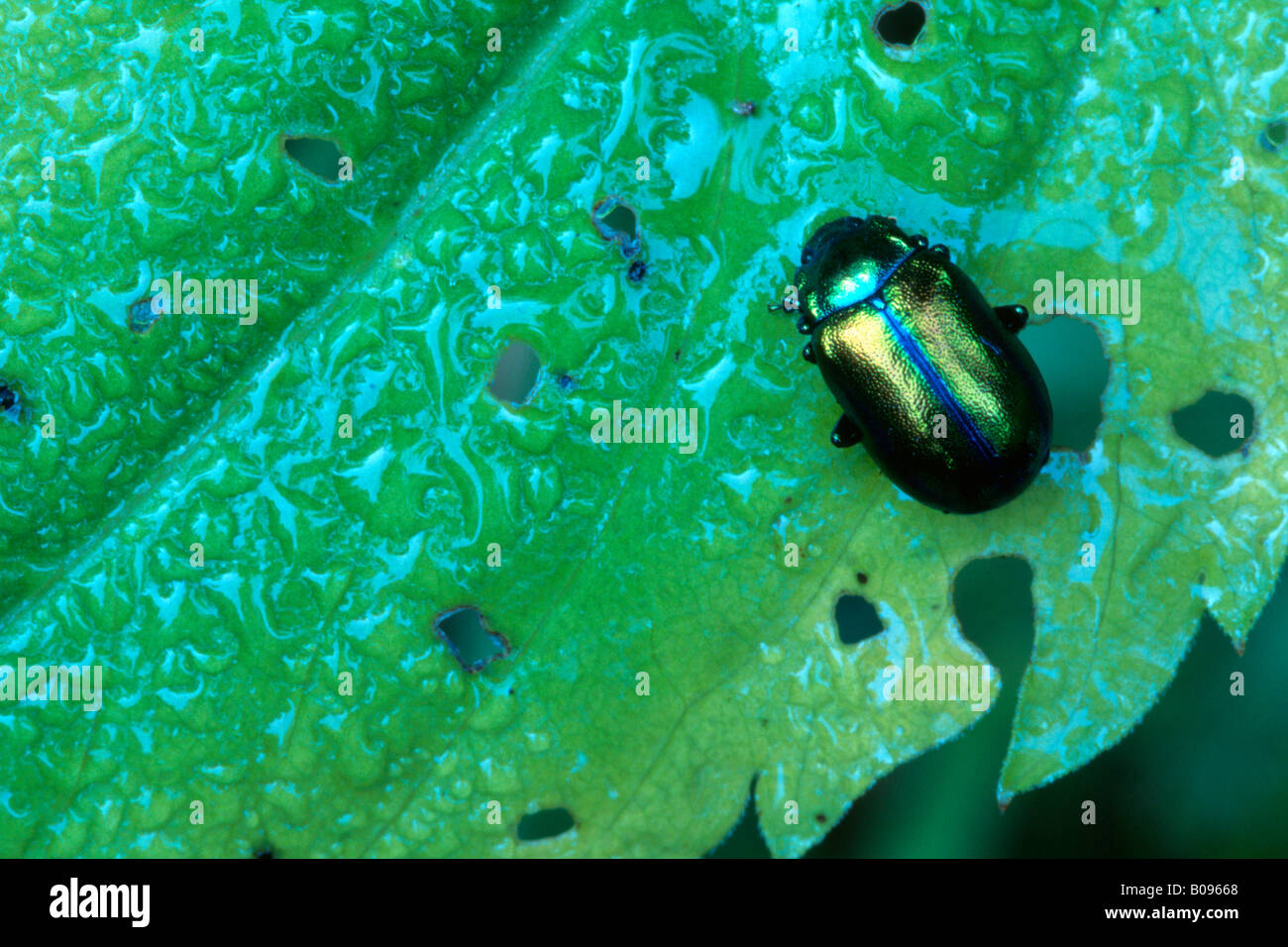 Dead-foglia di ortica Beetle (Dlochrysa fastuosa) Foto Stock