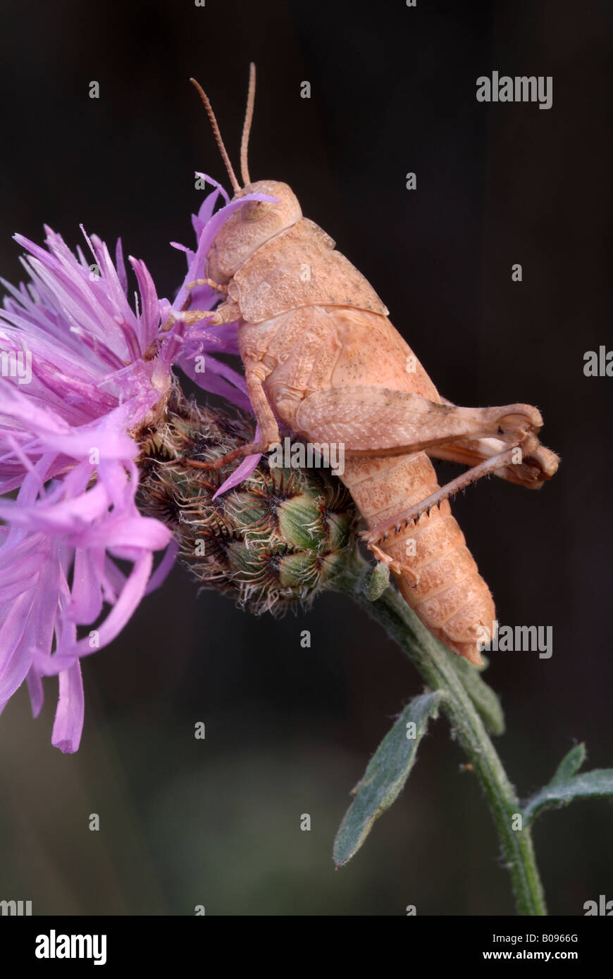Blu-winged Grasshopper (Oedipoda caerulescens), Velturno, Bolzano, Italia, Europa Foto Stock