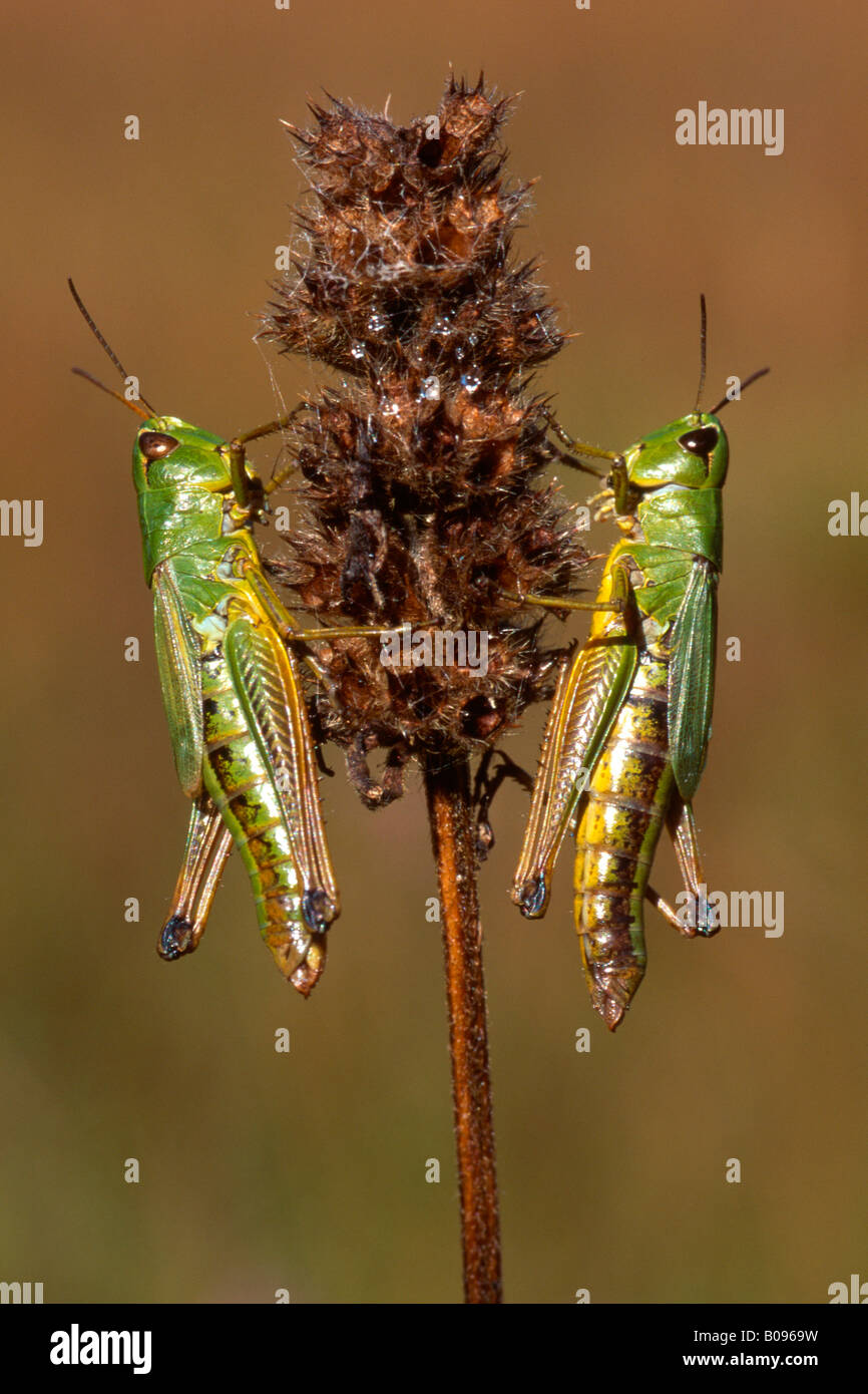 Prato Grasshopper (Chorthippus parallelus), Tirolo, Austria Foto Stock