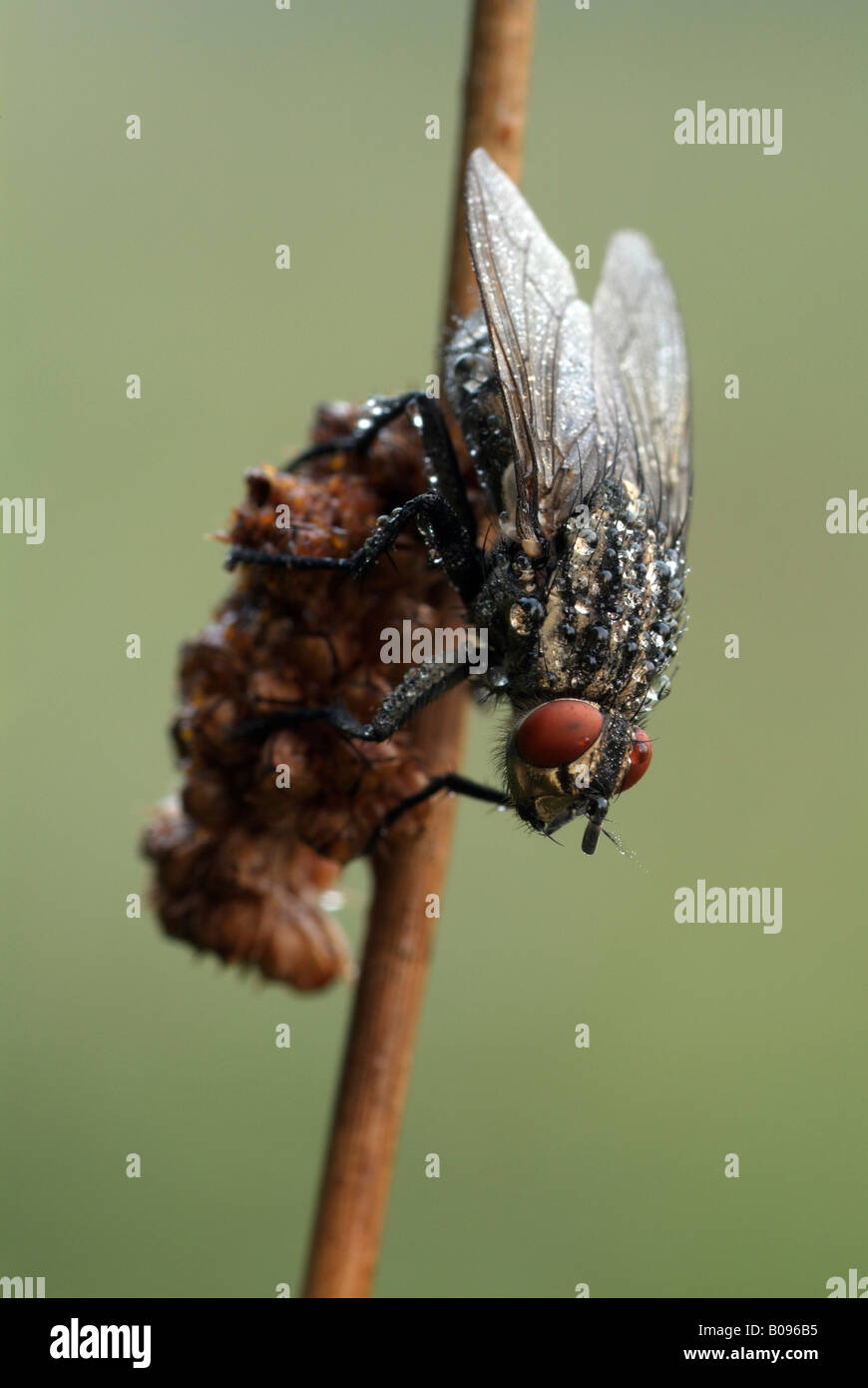 Mimetizzati carne-fly, carne Fly (Sarcophaga carnaria), Filz, Woergl, Tirolo, Austria Foto Stock