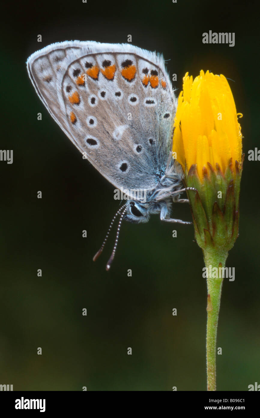 Comune di Blue Butterfly (Polyommatus icarus) appollaiato su un fiore, Nord Tirolo, Austria Foto Stock