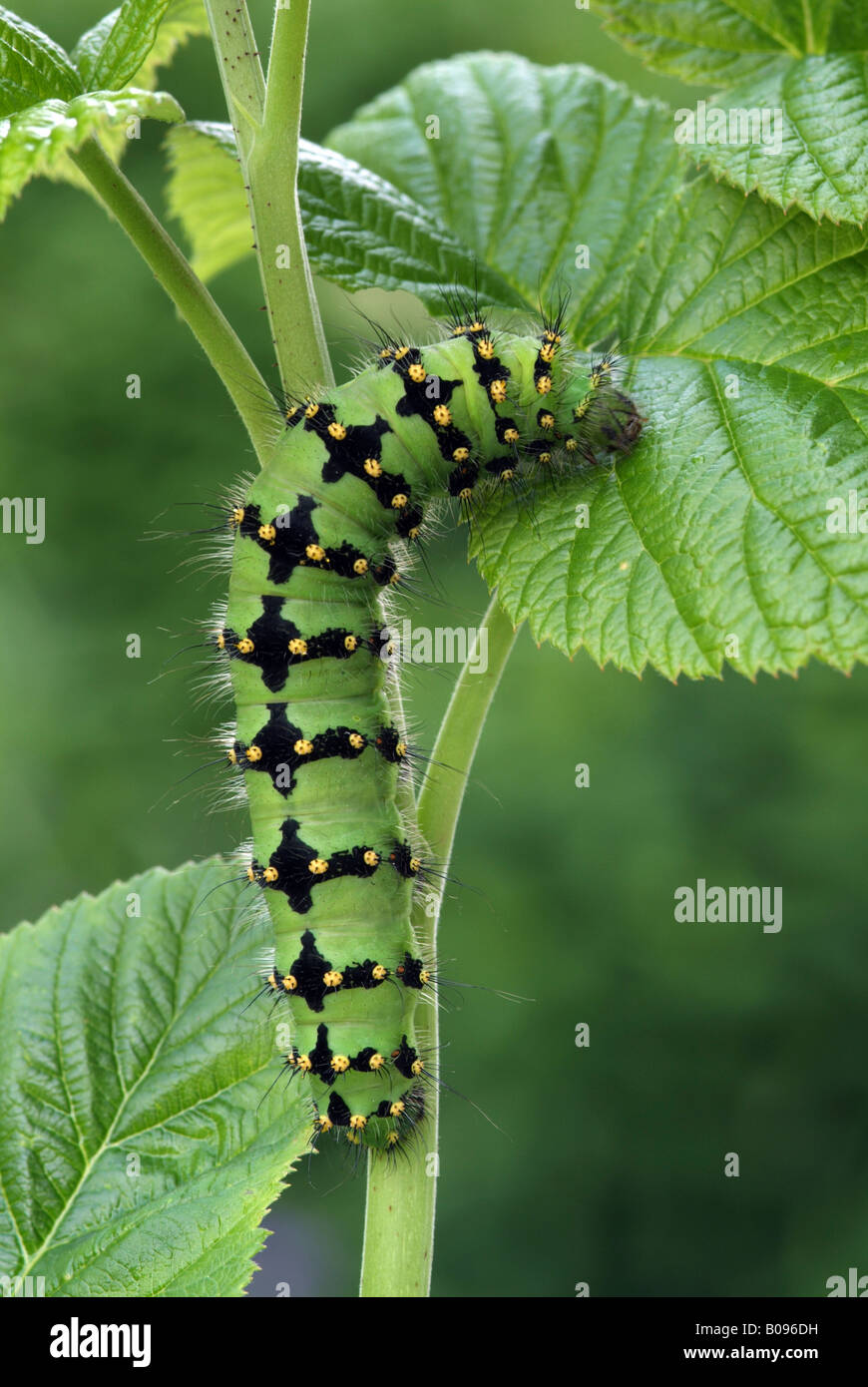 L'imperatore Moth caterpillar (Saturnia pavonia), Schwaz, in Tirolo, Austria Foto Stock