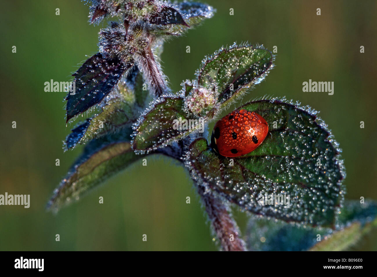 Sette-spot Ladybird o sette-spotted Ladybug (Coccinella septempunctata), Liesfeld, Kundl, Nord Tirolo, Austria Foto Stock