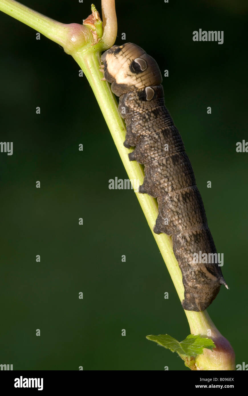 Elephant Hawk-moth caterpillar (Deilephila elpenor), Nord Tirolo, Austria Foto Stock