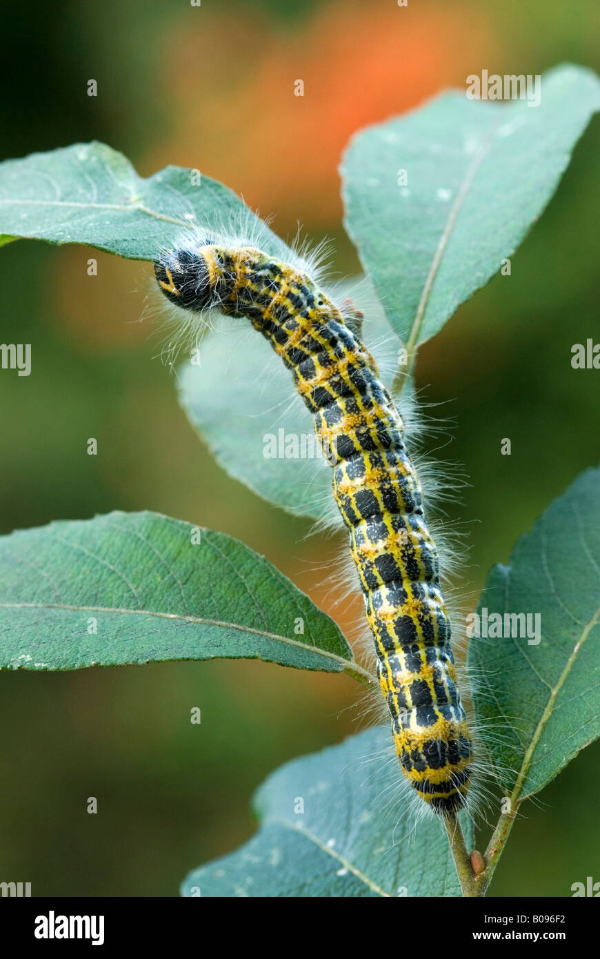 Buff-punta Moth caterpillar (Phalera bucephala), Schwaz, in Tirolo, Austria Foto Stock