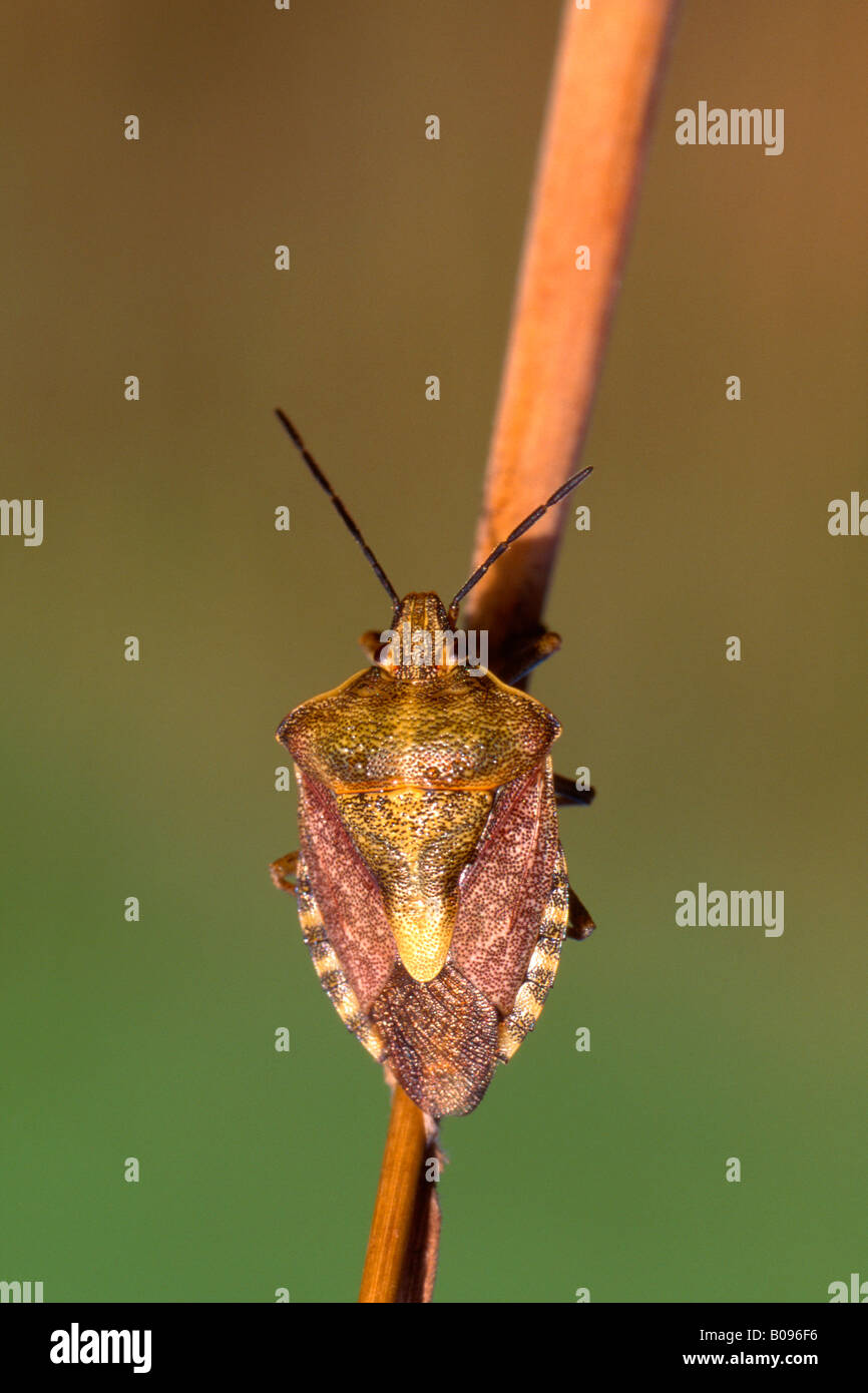Bug di protezione (Carpocoris fuscispinus) Foto Stock