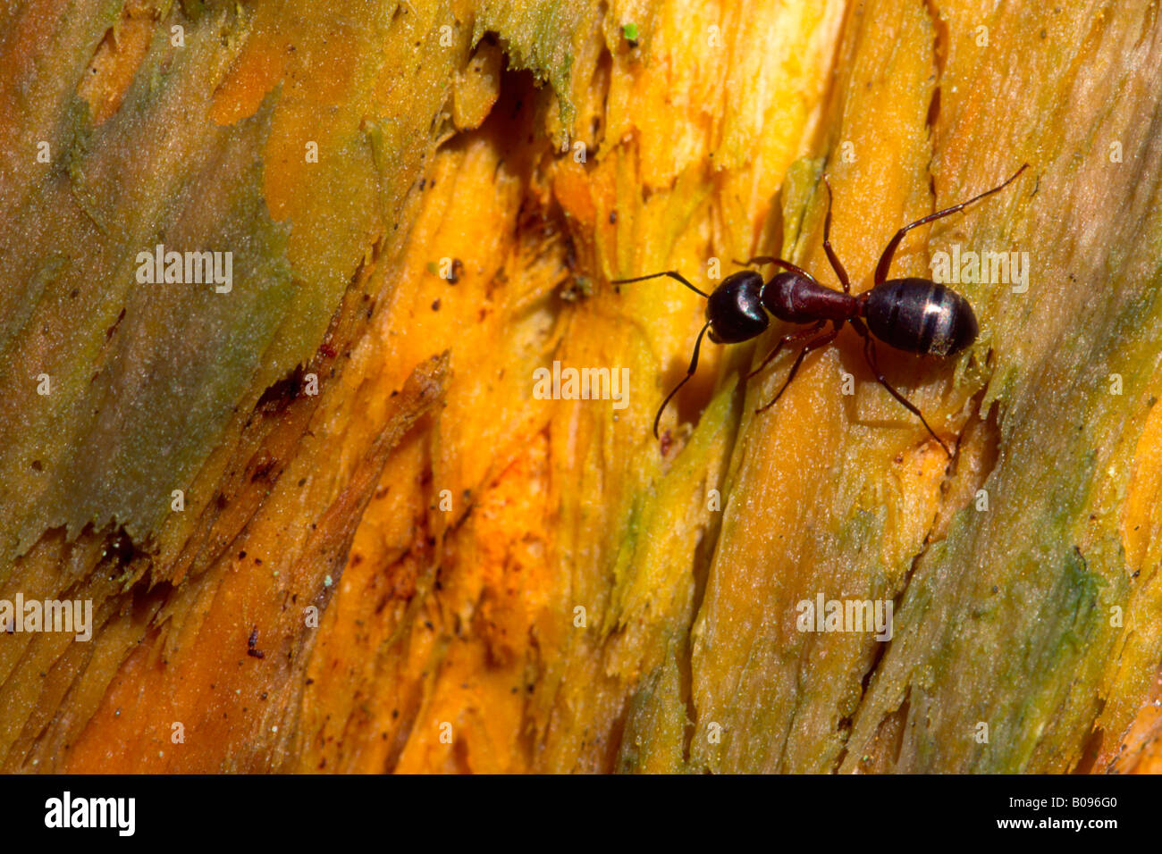 Unione Carpenter Ant (Camponotus ligniperda) Foto Stock