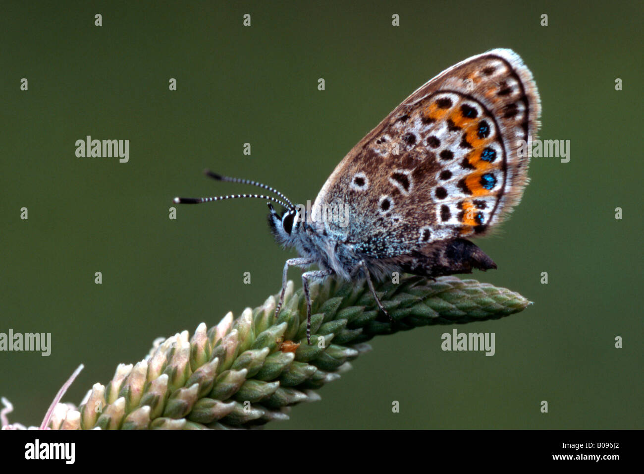 Argento-Blu chiodati butterfly (Plebejus argus), Woergl, Tirolo, Austria Foto Stock