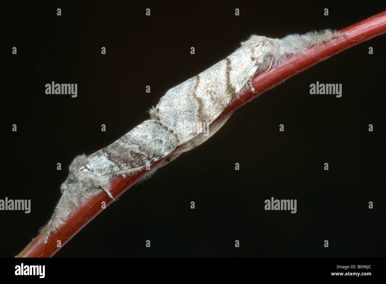 Pale Tussock Moth larva (Dasychira pudibunda), Nord Tirolo, Austria Foto Stock