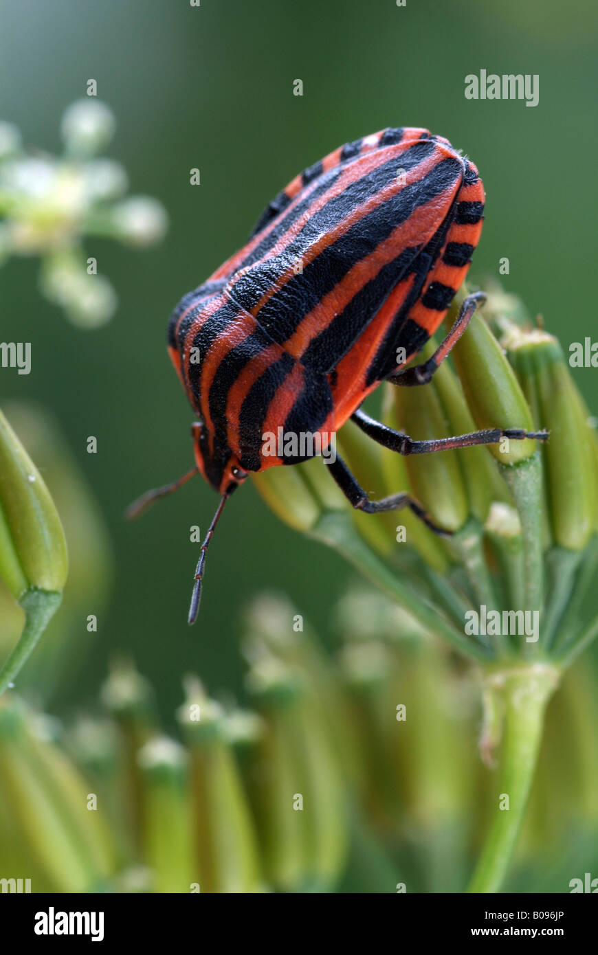 Scudo striato Bug (Graphosoma lineatum), Tratzberg Riserva Naturale, Tirolo, Austria Foto Stock