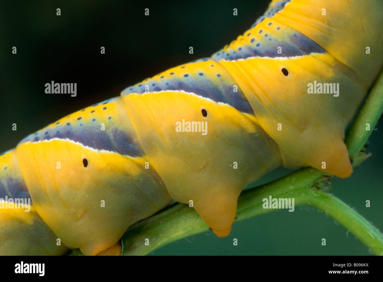 La morte del capo-Hawkmoth caterpillar (Acherontia atropo), Schwaz, in Tirolo del nord, Austria Foto Stock