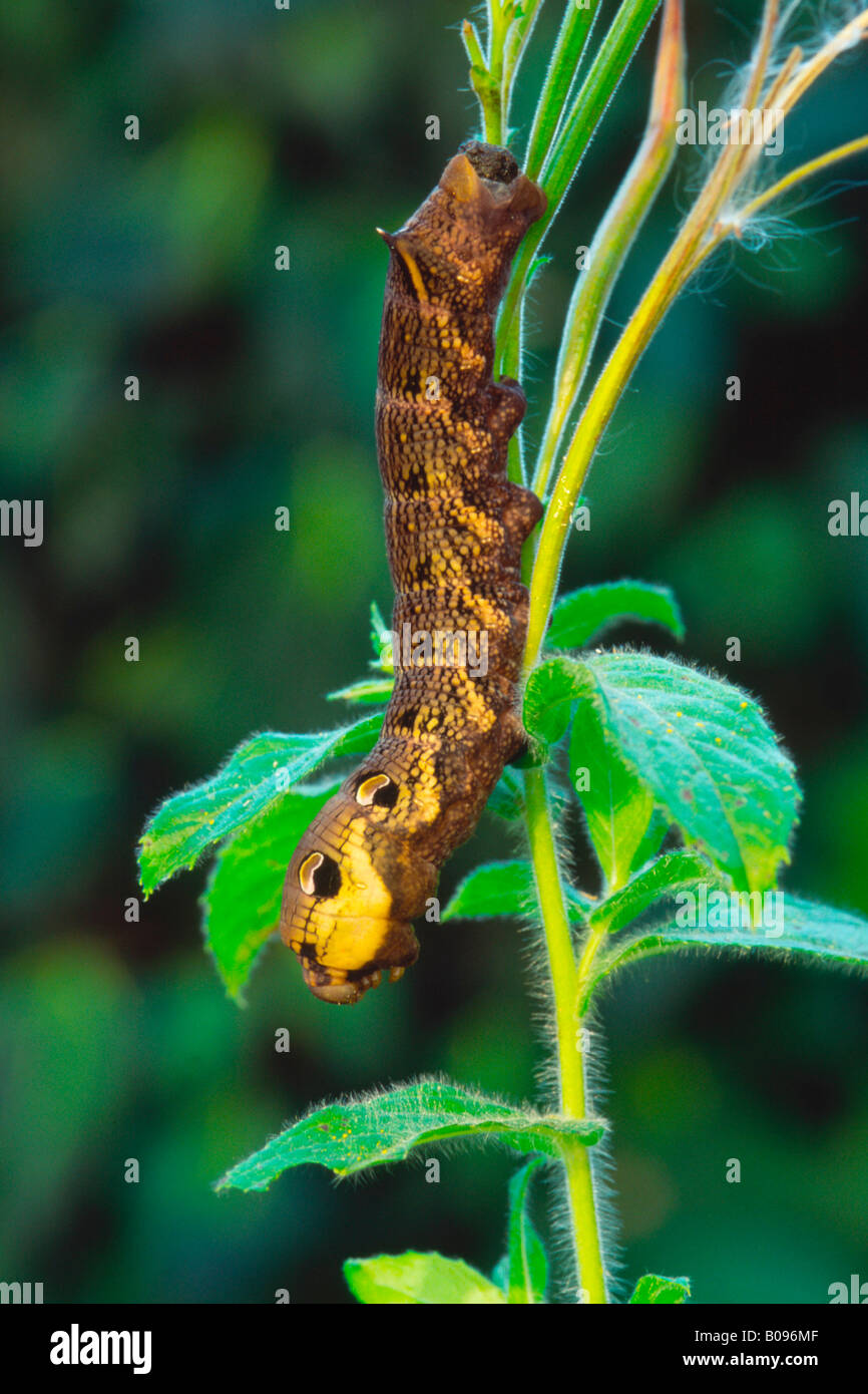 Elephant Hawk-moth caterpillar (Deilephila elpenor) Foto Stock
