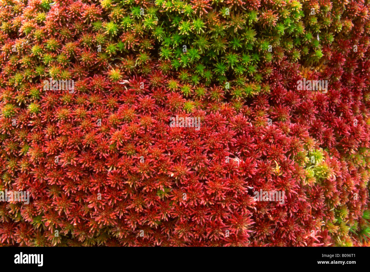 Magellan's Peatmoss o Midway muschio di torba, (Sphagnum magellanicum), Risstal, Tirolo, Austria Foto Stock