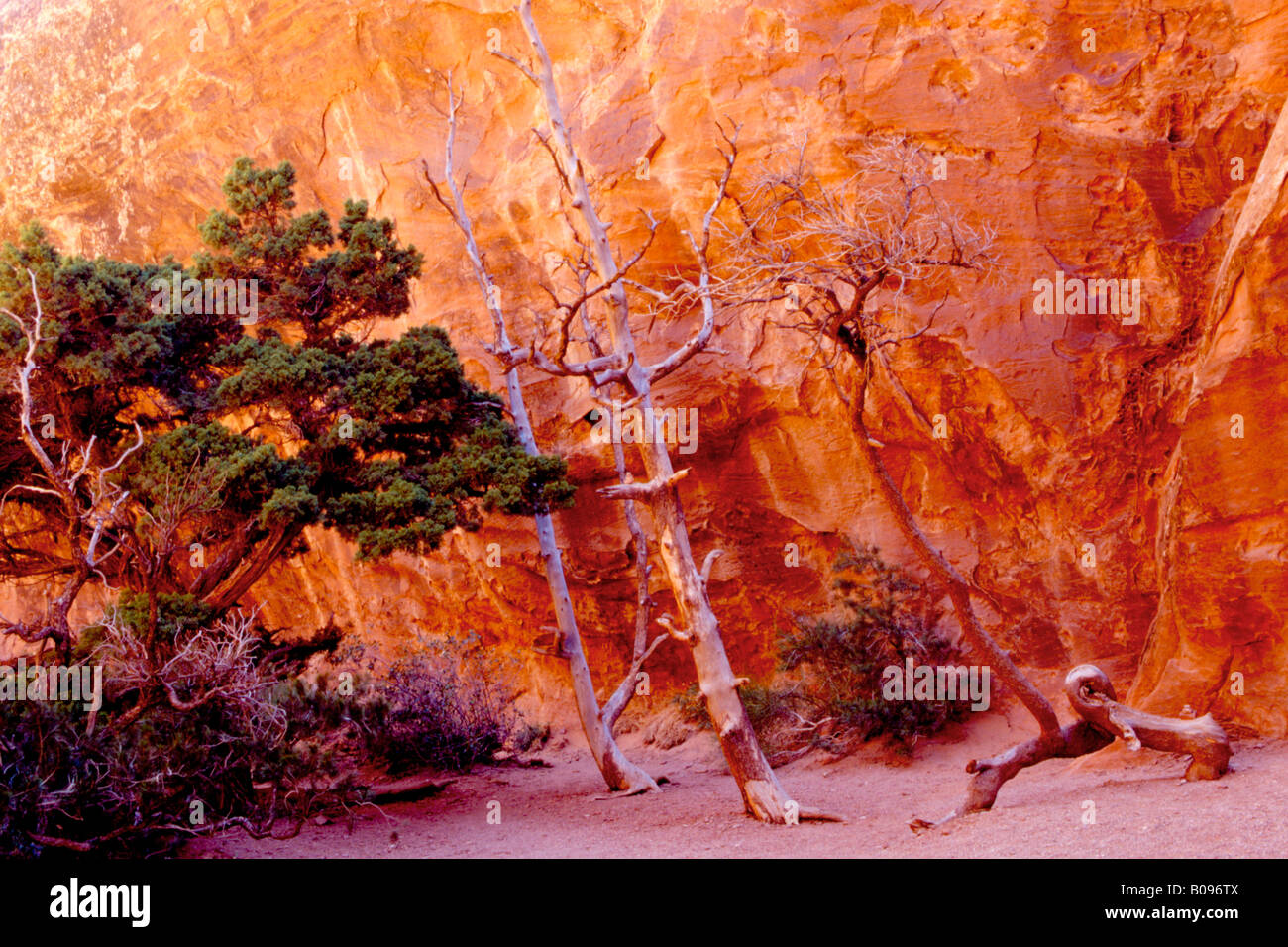 Giardino del Diavolo, Arches National Park, Utah, Stati Uniti d'America Foto Stock