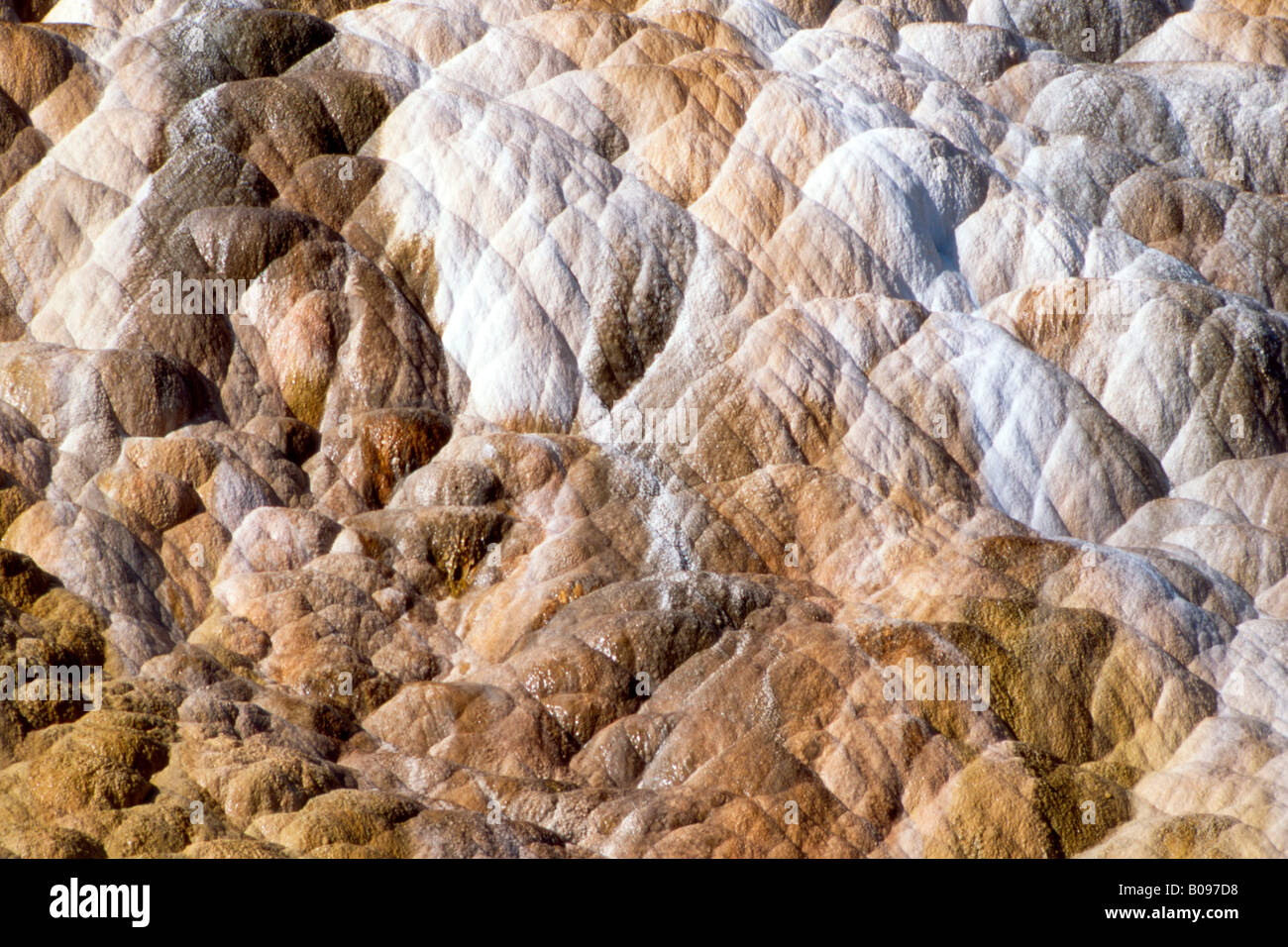 La formazione di depositi minerali presso il Mammoth Hot Springs, il Parco Nazionale di Yellowstone, Wyoming USA, America del Nord Foto Stock