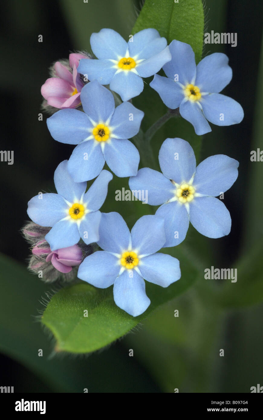 Dimenticare di legno-me-non (Myosotis sylvatica), Schwaz, in Tirolo, Austria, Europa Foto Stock
