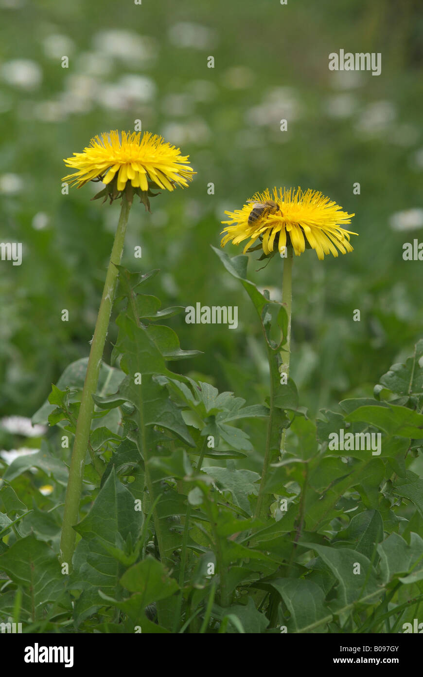 Comune di tarassaco (Taraxacum officinale), Schwaz, in Tirolo, Austria, Europa Foto Stock