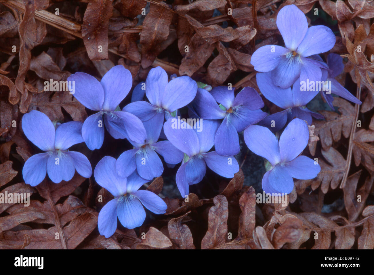 Inglese - o violette comune (Viola odorata), Tirolo, Austria, Europa Foto Stock