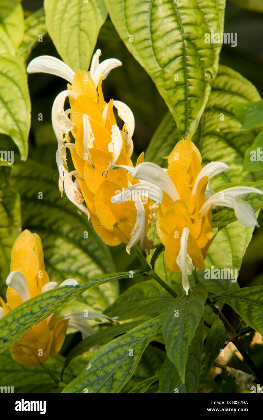 Lecca-lecca impianto o Golden impianti adibiti alla pesca di gamberetti (Pachystachys lutea), Giardini Botanici, Università di Innsbruck, Austria Foto Stock