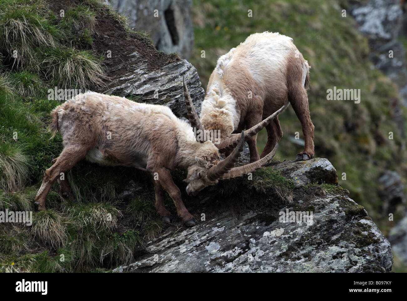 Maschio lo stambecco (Capra ibex) bloccaggio palchi, combattimento, Parco Nazionale degli Hohe Tauern, Carinzia, Austria, Europa Foto Stock