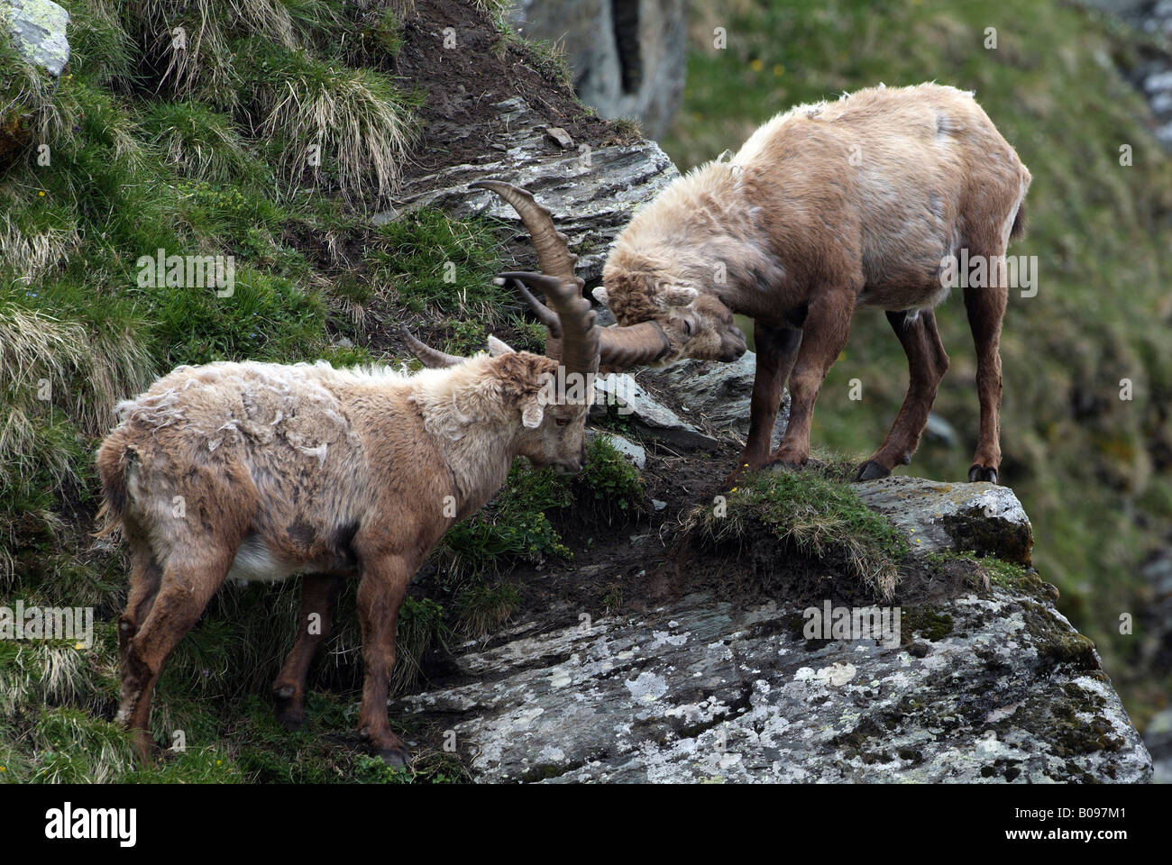 Maschio lo stambecco (Capra ibex) bloccaggio palchi, combattimento, Parco Nazionale degli Hohe Tauern, Carinzia, Austria, Europa Foto Stock
