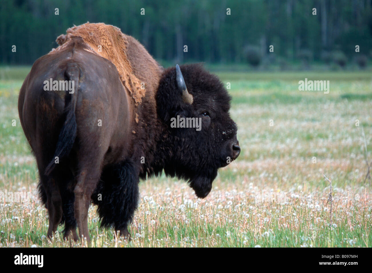 Bufalo americano (Bison bison), il Parco Nazionale di Yellowstone, Wyoming USA Foto Stock