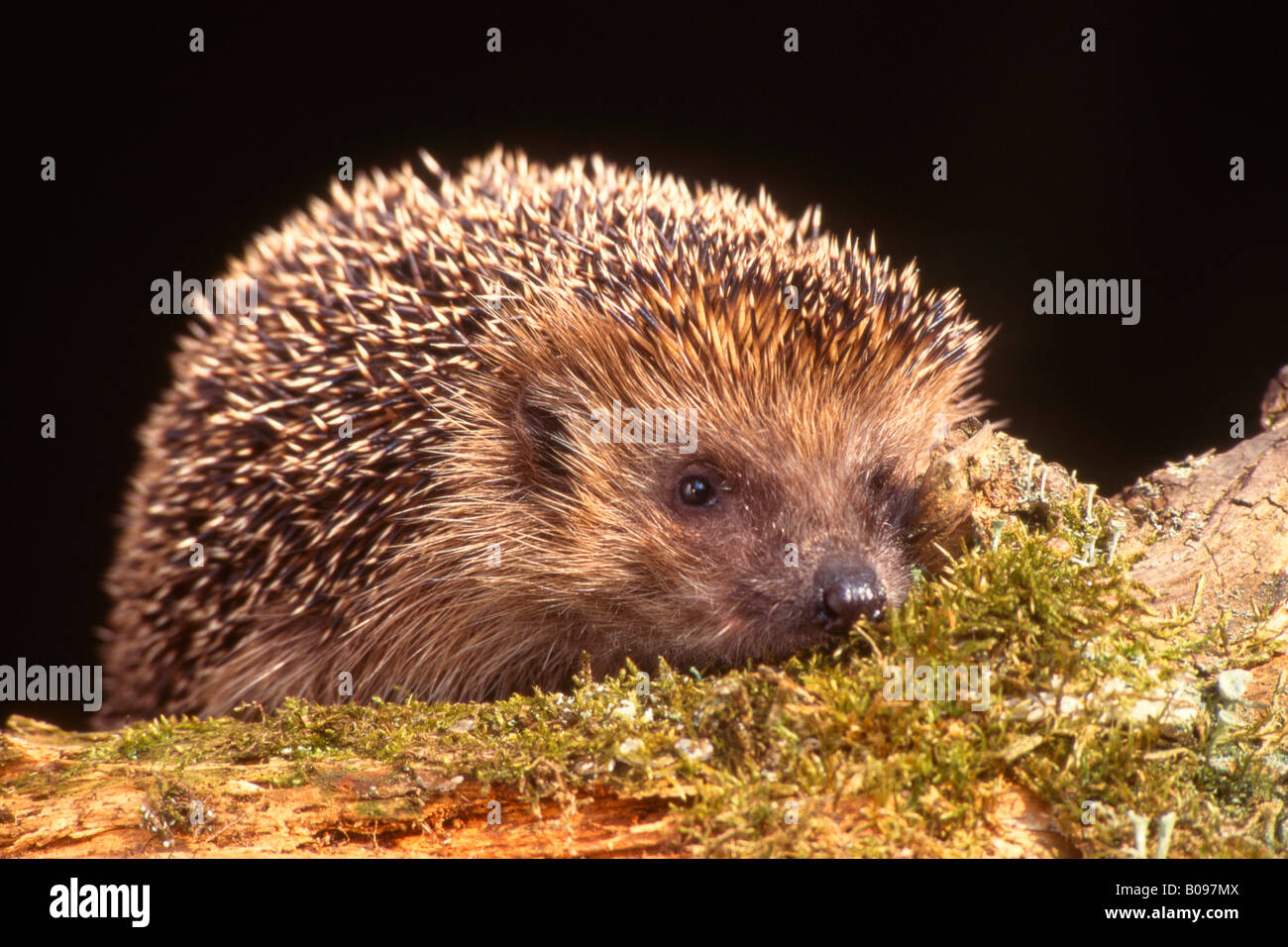 Unione riccio (Erinaceus europaeus), Schwaz, in Tirolo, Austria, Europa Foto Stock