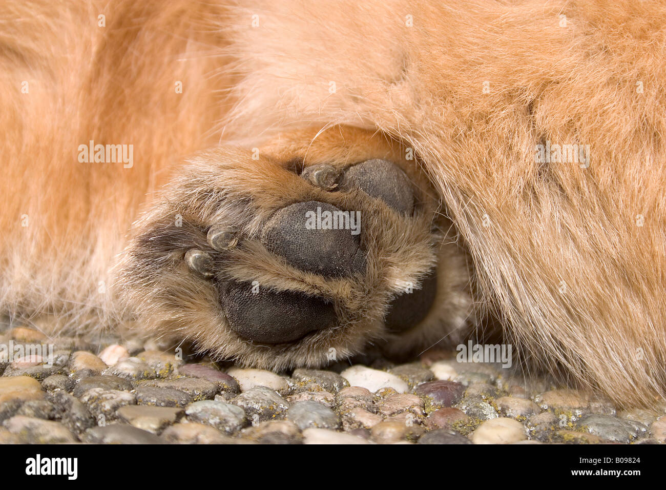 Paw di Chow Chow Foto Stock