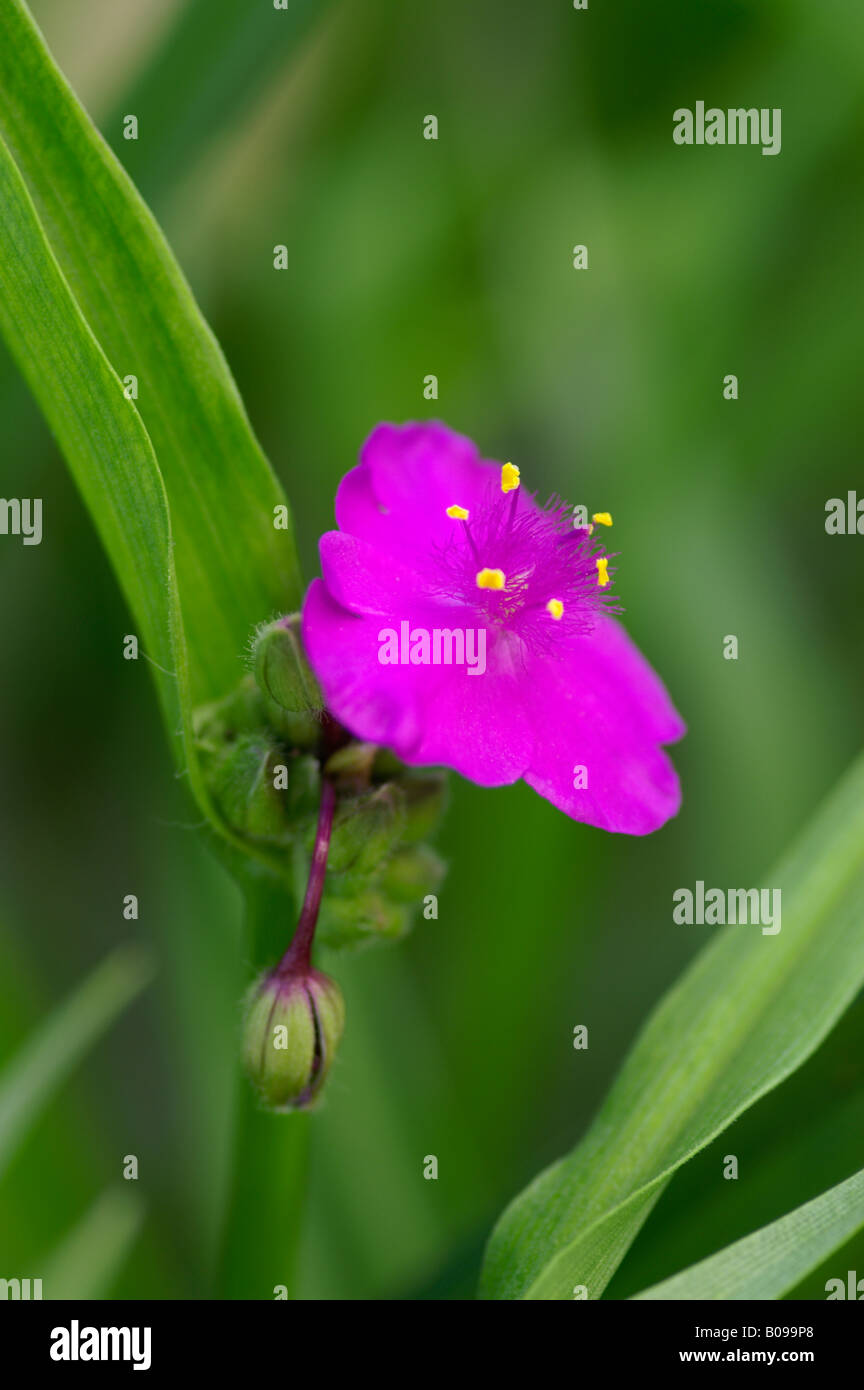 TRADESCANTIA ANDERSONIANA GRUPPO PUREWELL GIANT Foto Stock