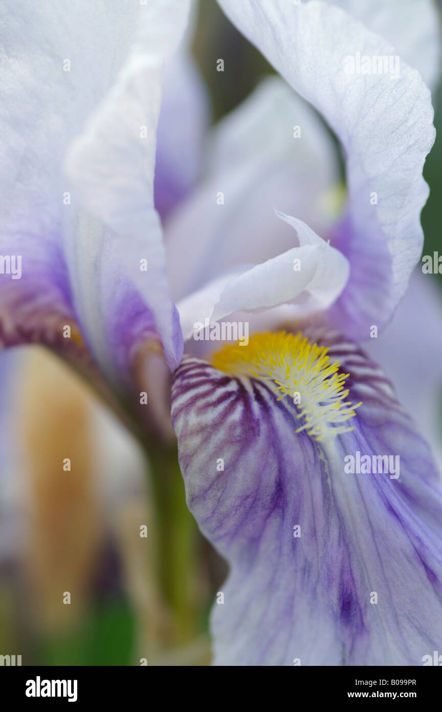 IRIS GERMANICA JANE PHILLIPS Foto Stock