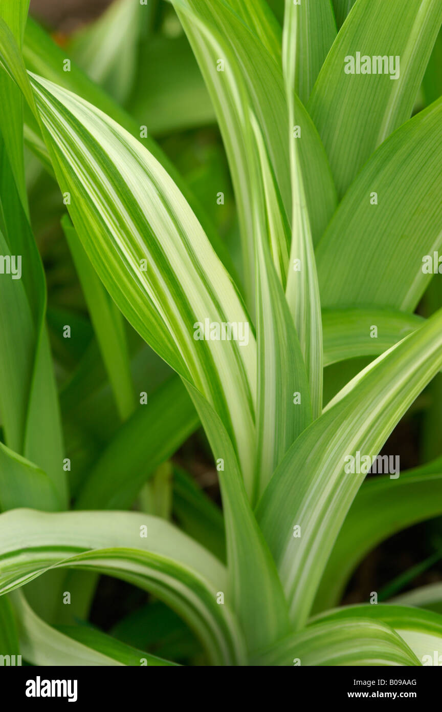 VERATRUM NIGRUM Veratro nero lascia Foto Stock