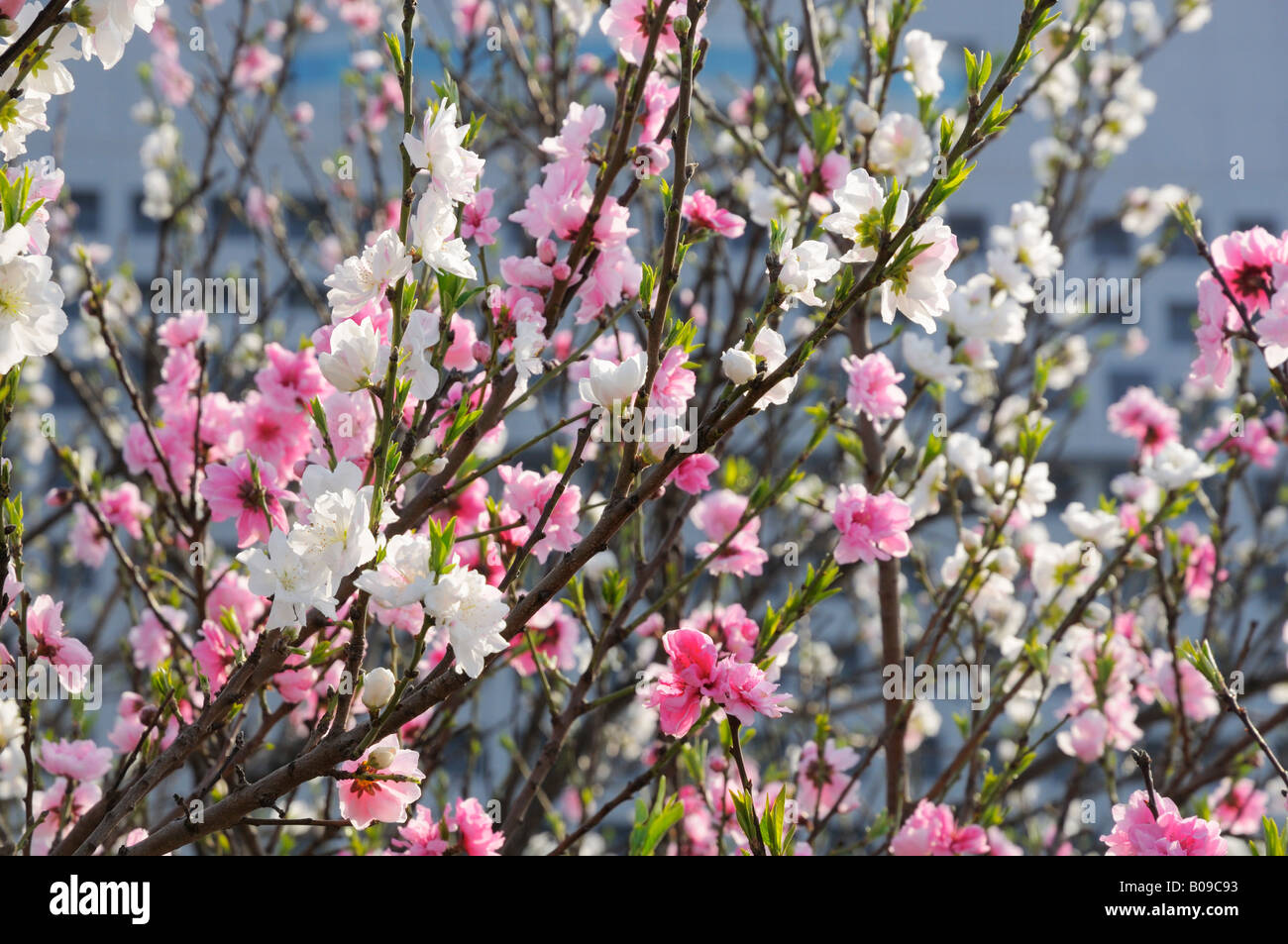 Fiori di Ciliegio, Yokohama JP Foto Stock
