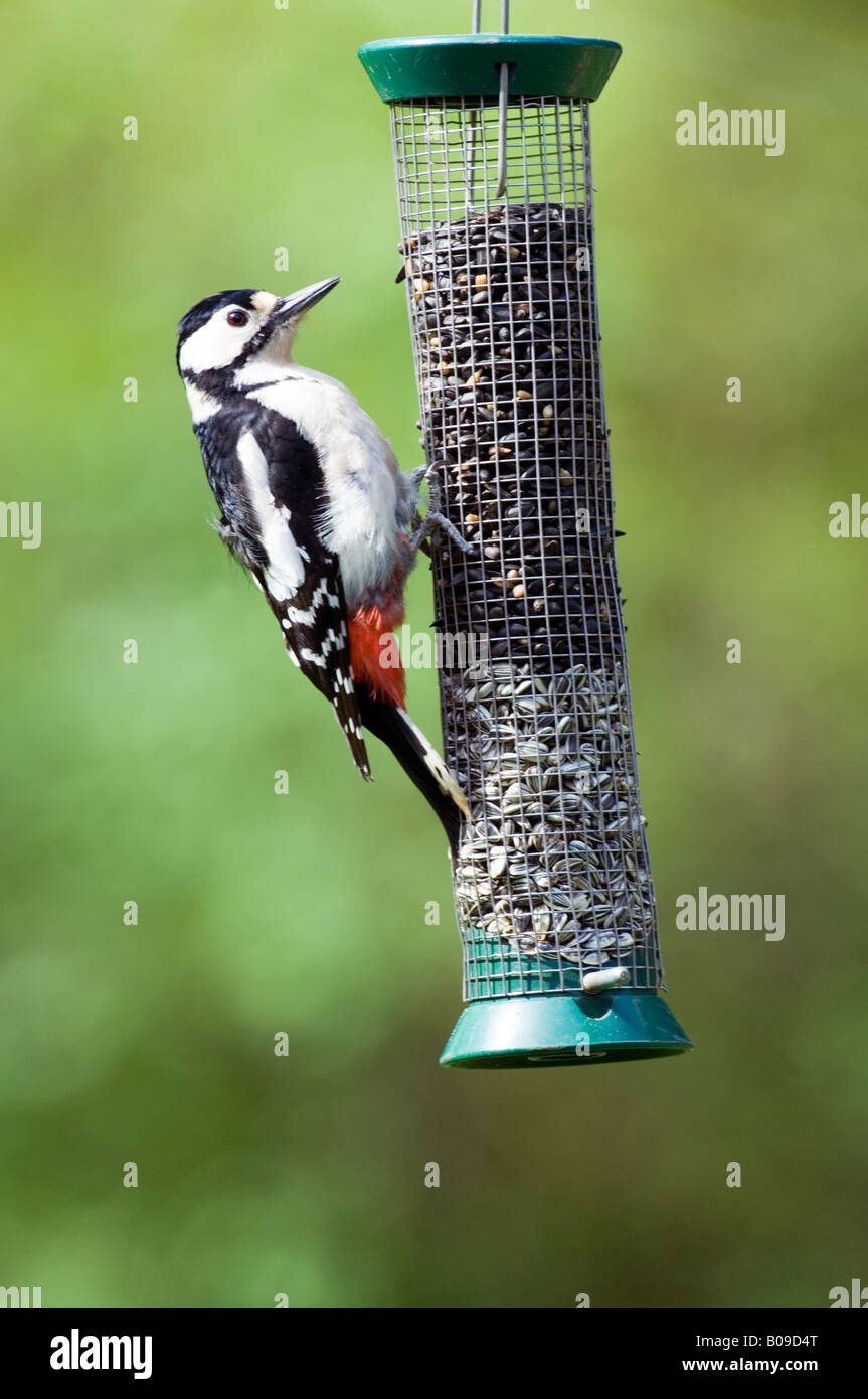 Picchio rosso maggiore (Dendrocopos major) su un bird feeder, Surrey, Regno Unito Foto Stock