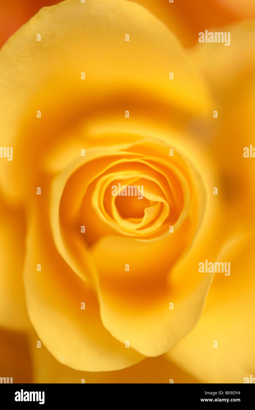 Rosa gialla fiore close up Foto Stock