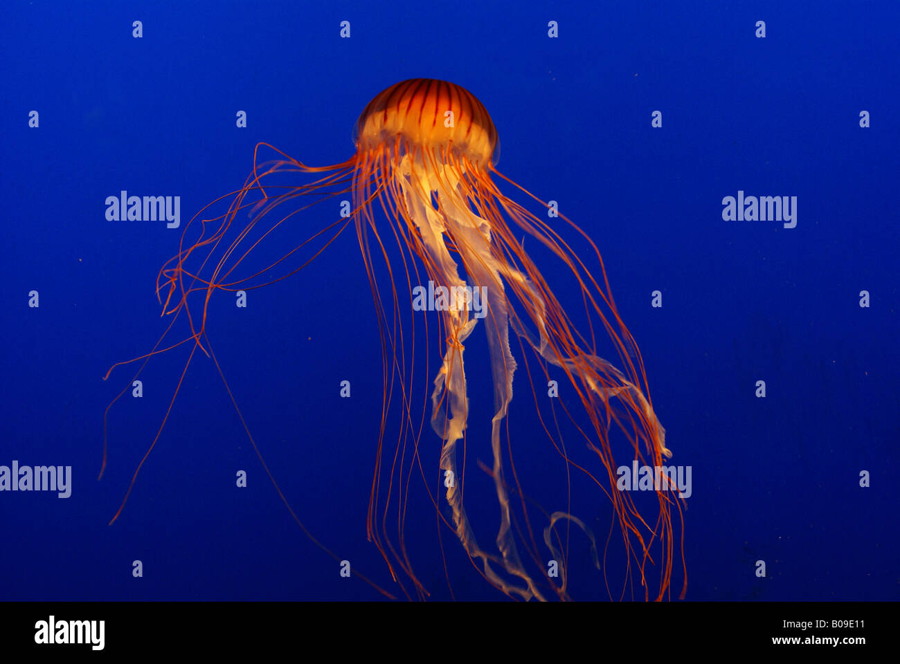 I Lions Mane meduse, Aquarium di Vancouver Foto Stock