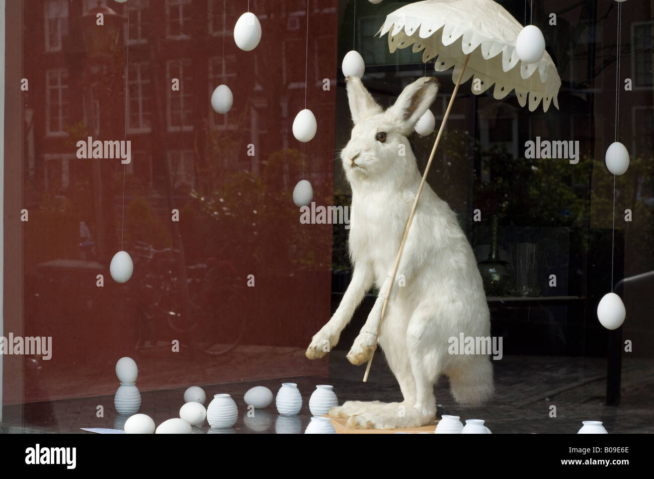 Amsterdam, un ripieno a base di montagna o di artico, lepre Lepus timidus ("coniglio bianco') in una vetrina sul Prinsengracht street Foto Stock