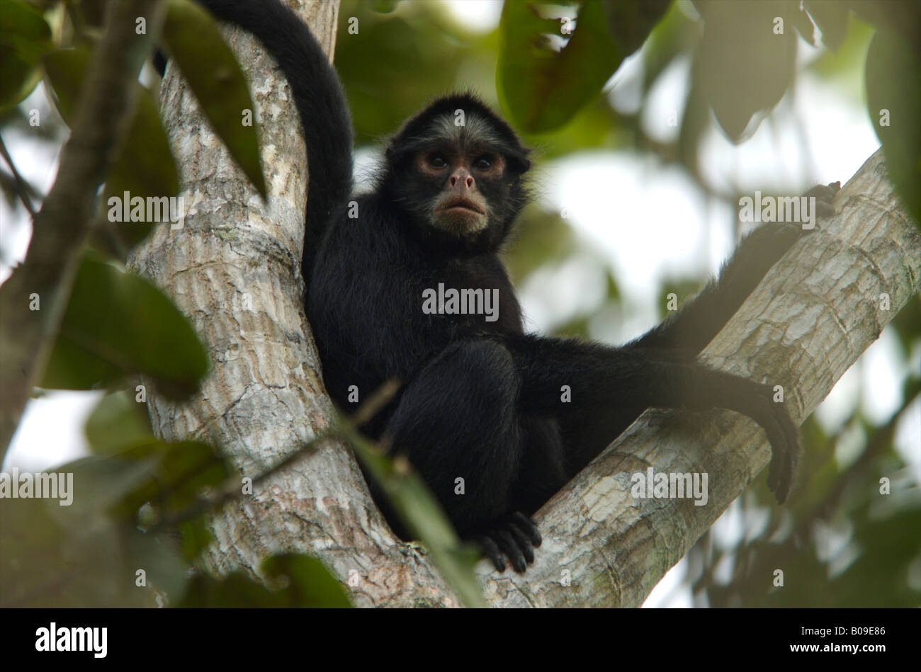 Whiskered bianco spider monkey, Ateles marginatus,ritratto Foto Stock