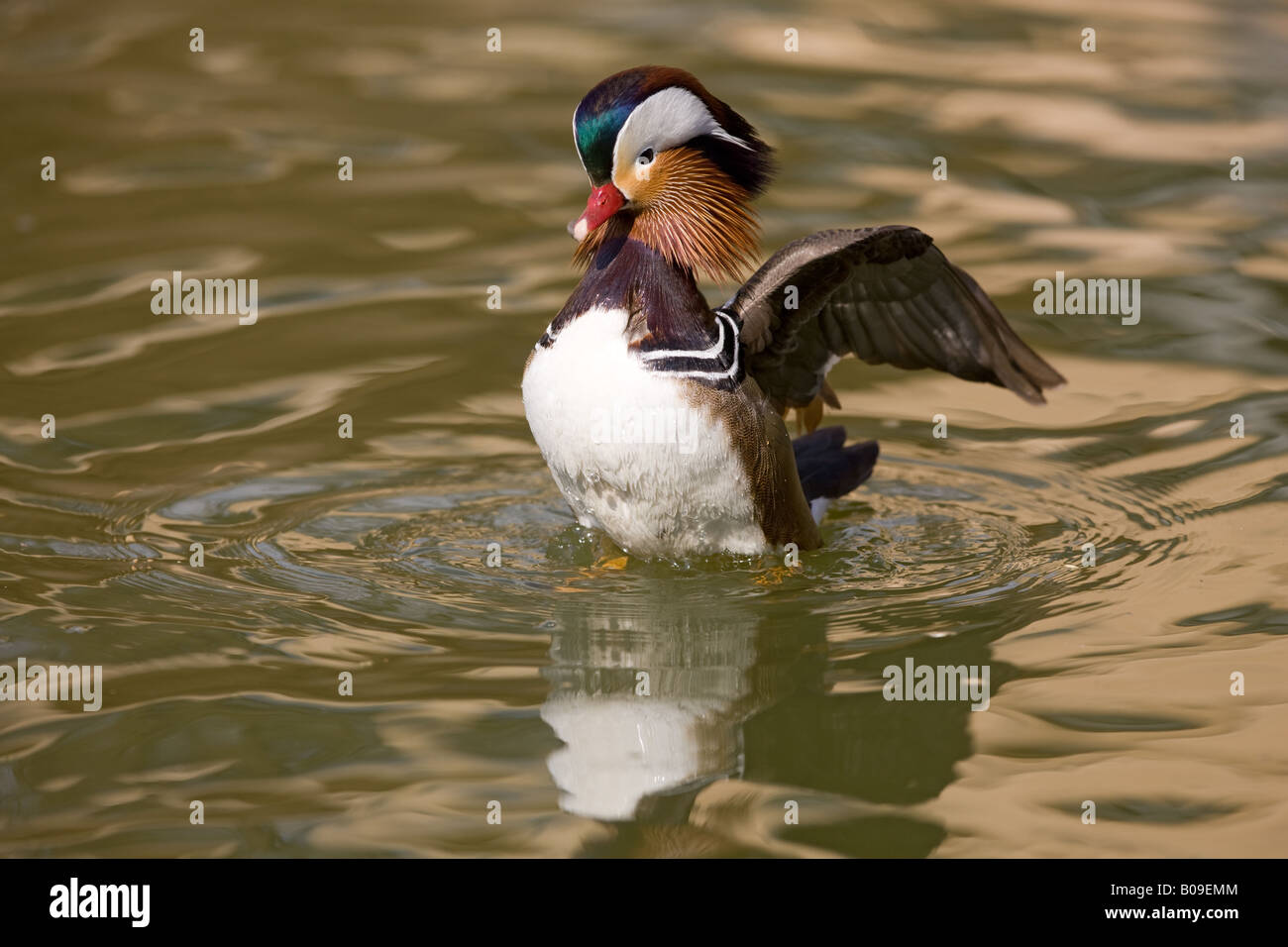 Mandarin duck piume di pulizia - Aix galericulata Foto Stock
