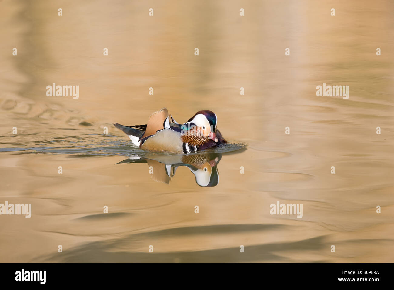 Anatra di mandarino nuoto - Aix galericulata Foto Stock