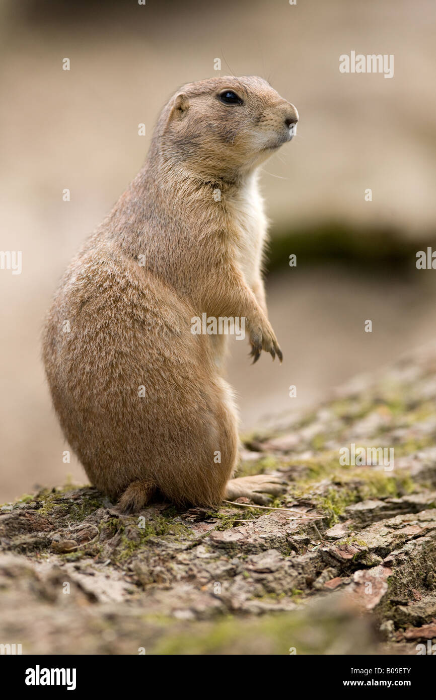 Nero tailed Prairie Dog - Cynomys ludovicianus Foto Stock