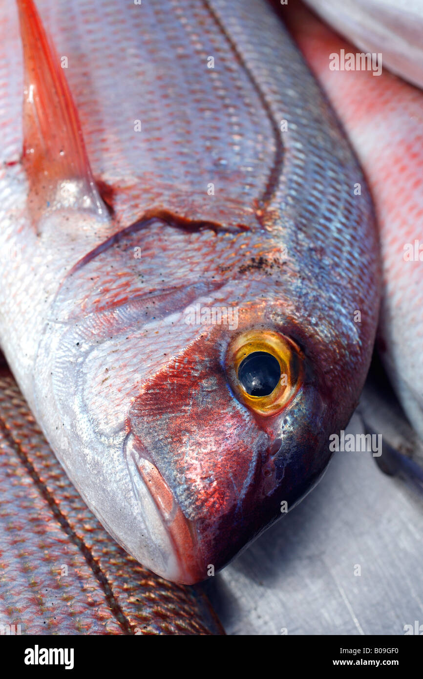 Pesce fresco pescato nelle isole Azzorre, Portogallo Foto Stock