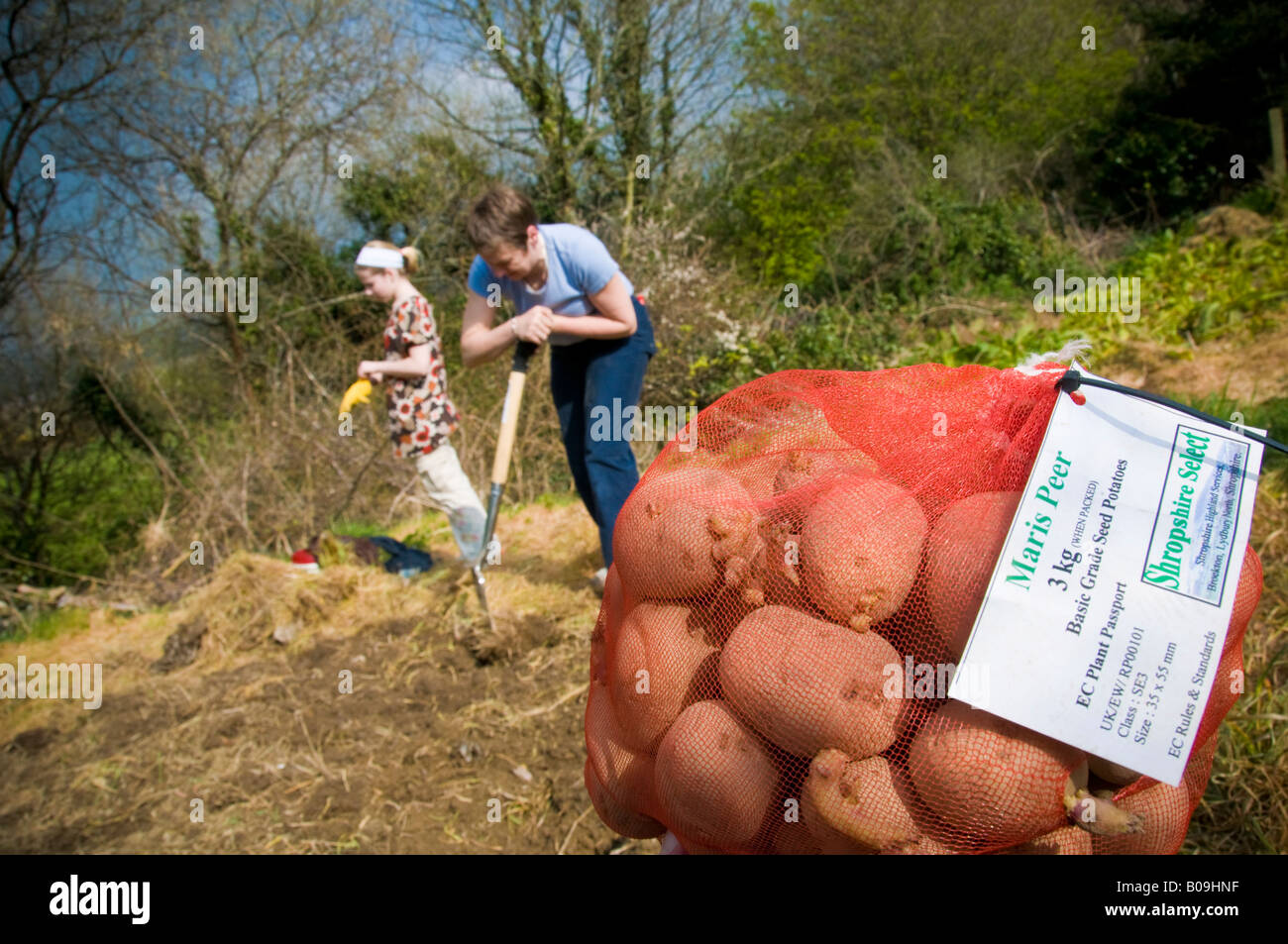 Una donna di mezza età e la figlia adolescente piantare il seme di patate sulla loro assegnazione garden Foto Stock