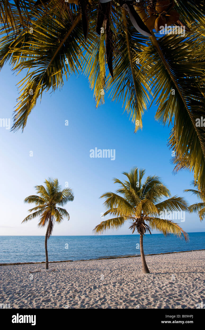 Spiaggia tropicale e palme a Key West, Florida, Stati Uniti d'America Foto Stock