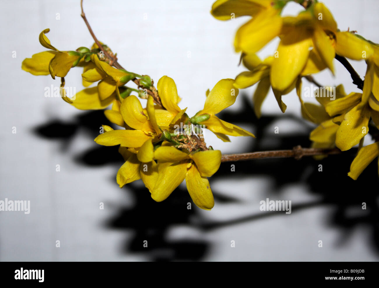 Coltivazione fiori sul bianco. Foto Stock