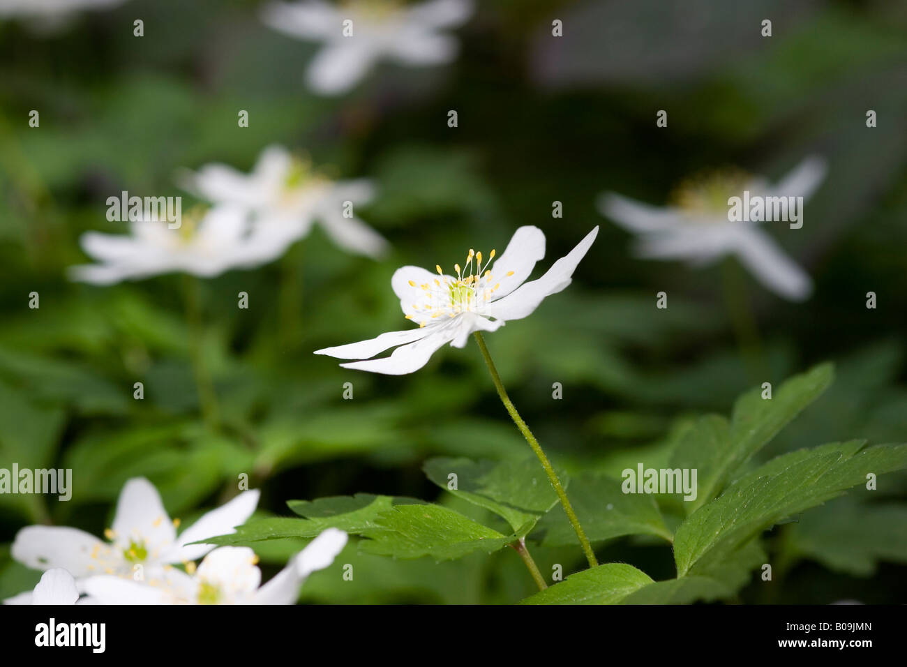 Anemone di legno nella primavera del bosco, REGNO UNITO Foto Stock