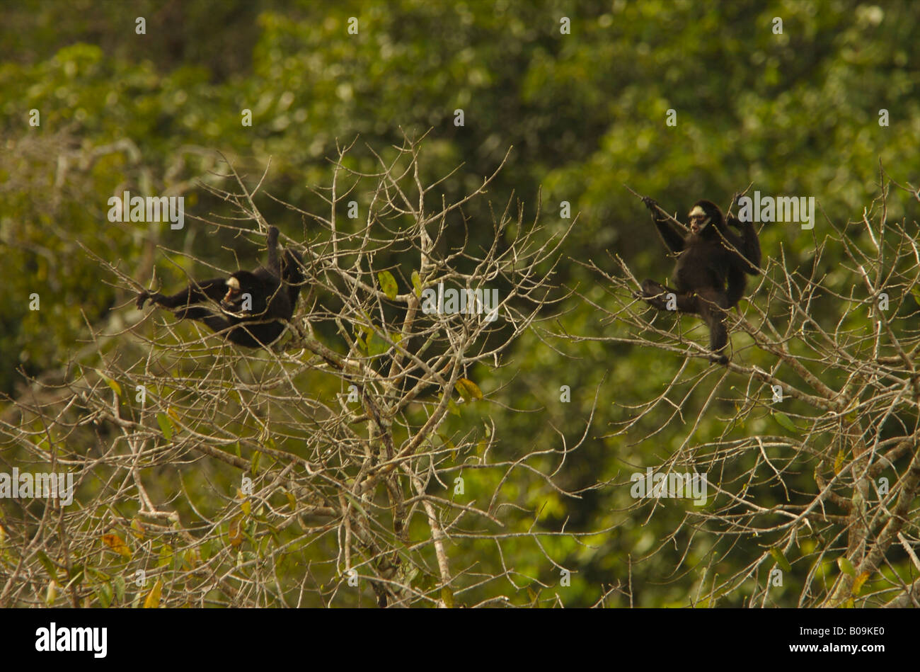 Scimmie ragno dal whisky bianco che richiamano il tetto della foresta pluviale, Mato Grosso, Brasile. Foto Stock