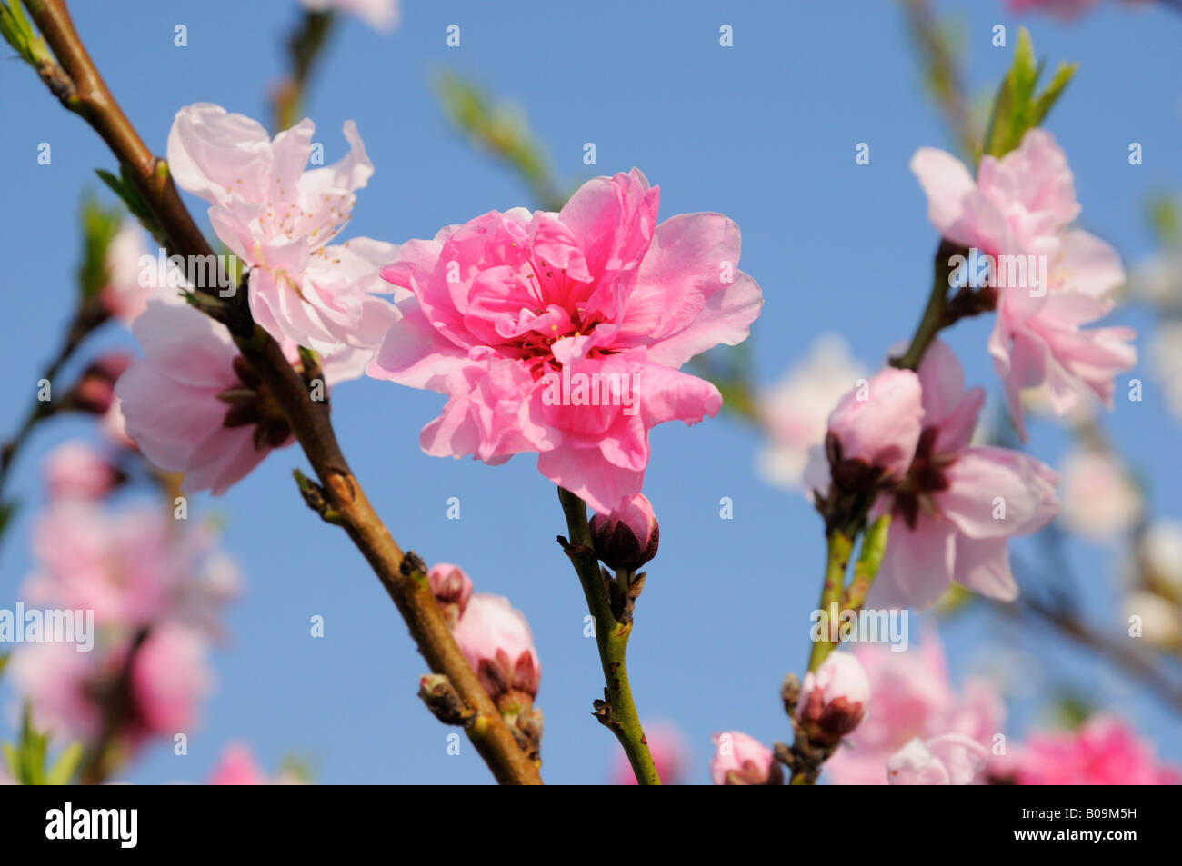 Fiori di Ciliegio, Yokohama JP Foto Stock