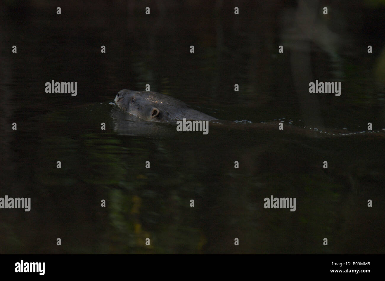 Neotropical Lontra di fiume nuoto Foto Stock