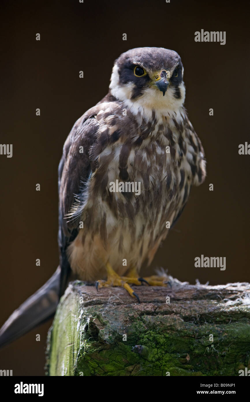 Eurasian Hobby - Falco Subbuteo® Foto Stock